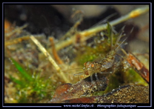 Face to face with this beautiful Larva of a Mayfly... Que... by Michel Lonfat 
